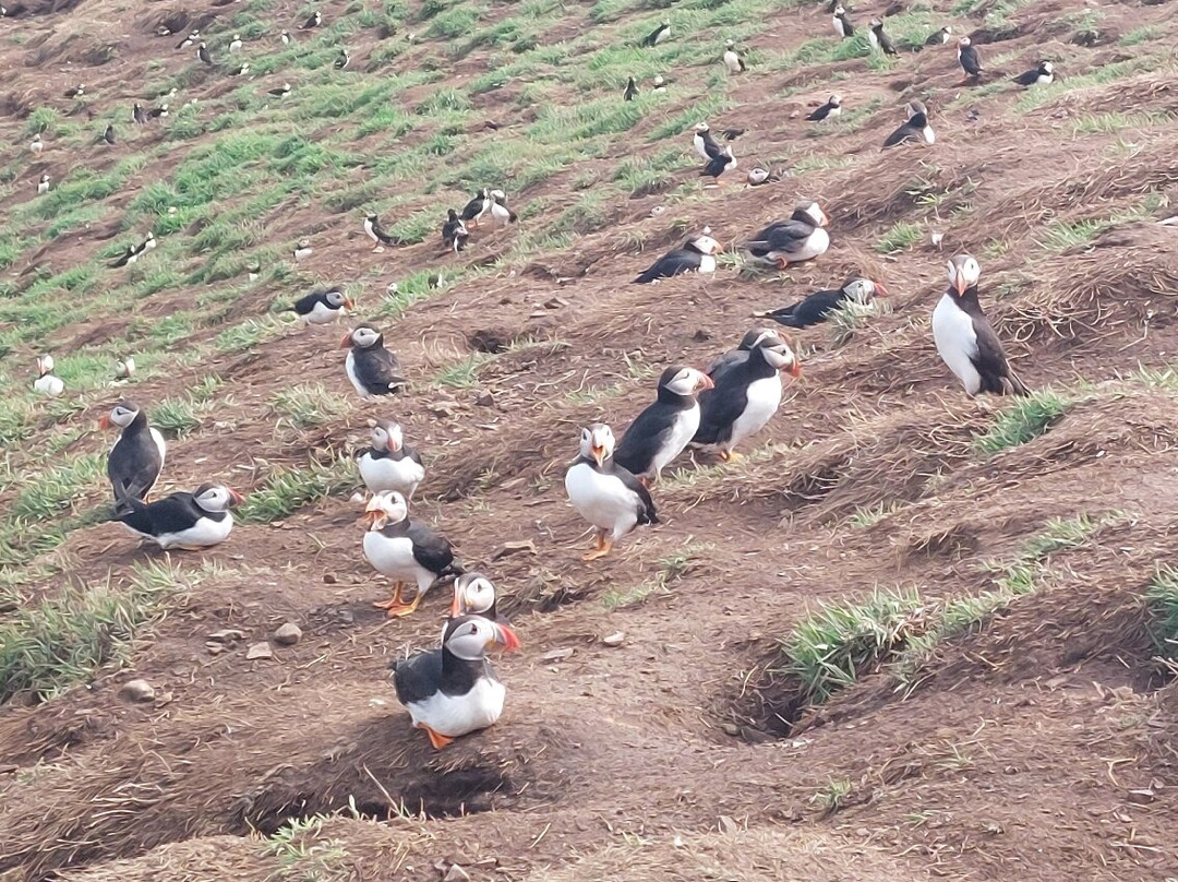 Pembrokeshire Islands Boat Trips-Skomer Island必去景点