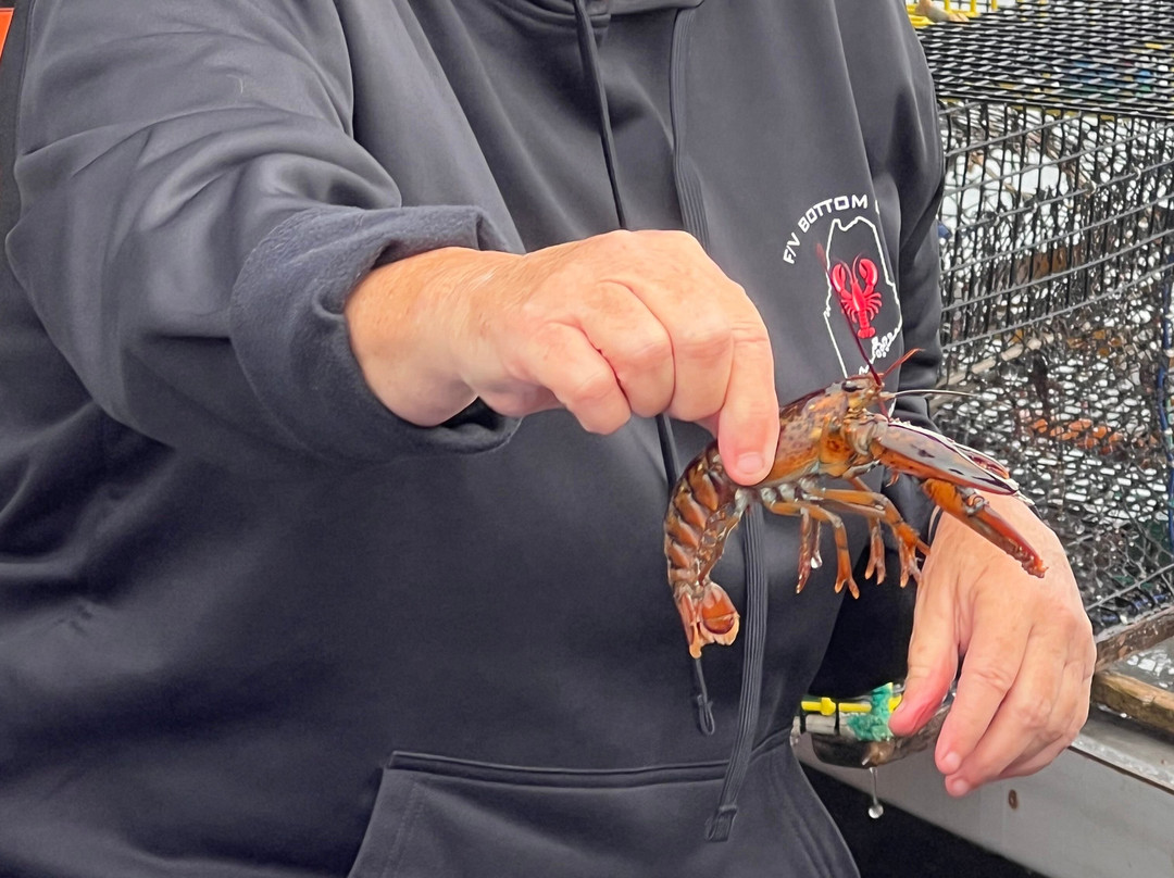 Catch Your Dinner Lobster Tours-Corea必去景点