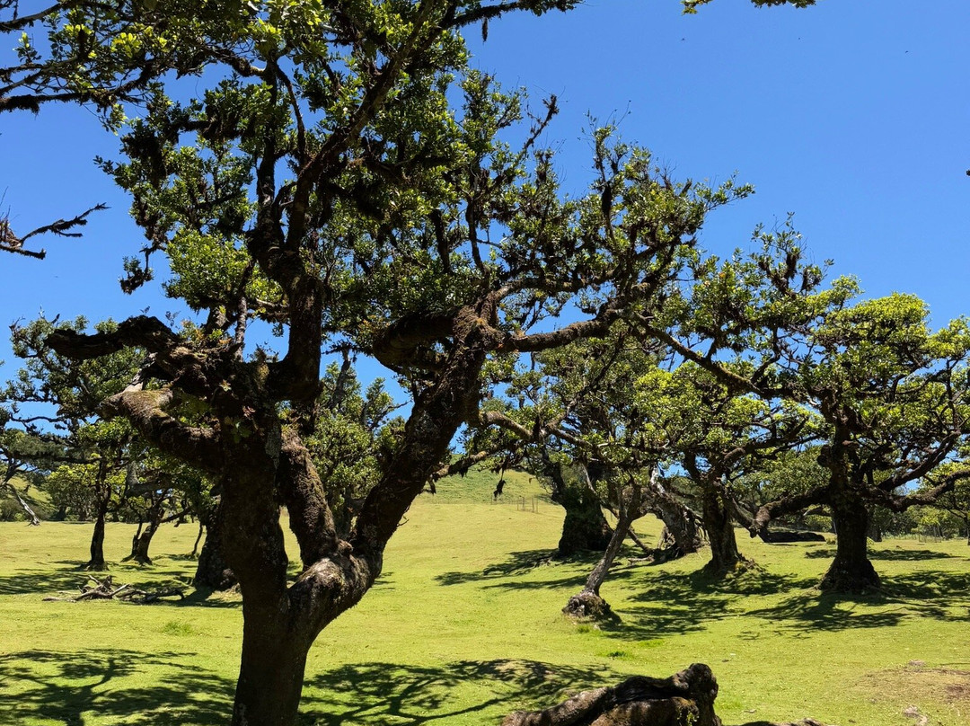 Vida Atlantica-马德拉群岛必去景点