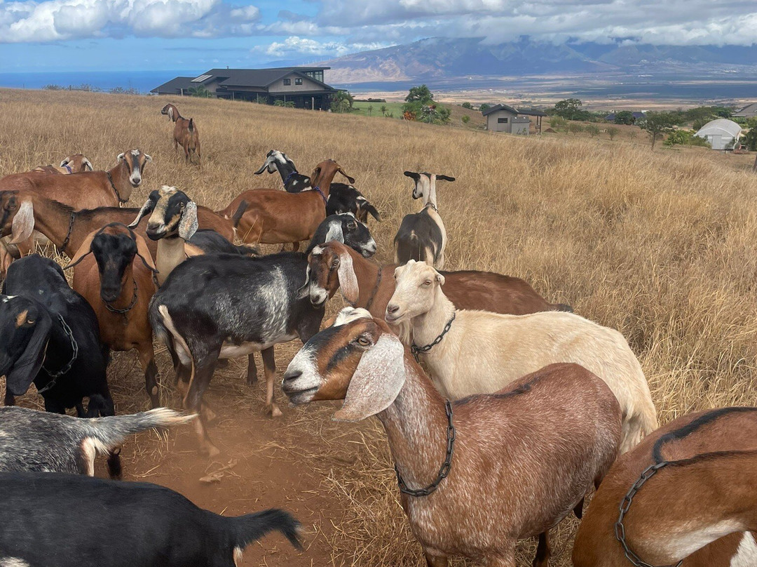 Haleakala Creamery-库拉必去景点