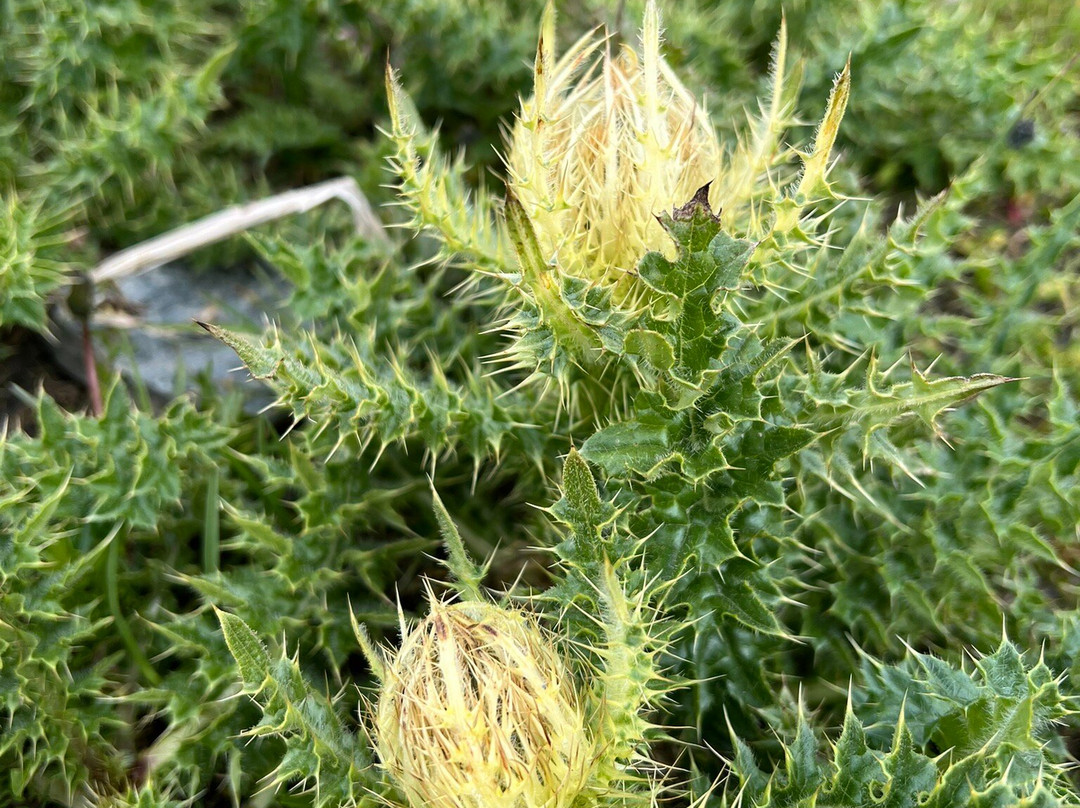 Gondel-Seilbahn Sulden - Funivia Solda-Solda必去景点