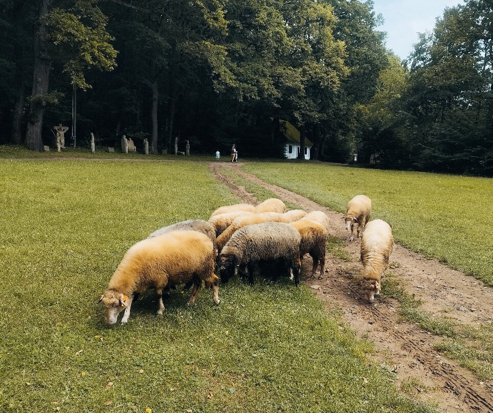 Skansen w Sanoku-Sanok必去景点