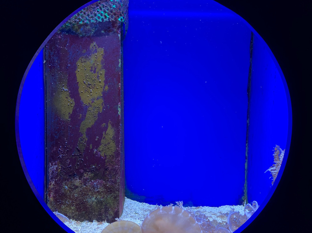 Aquarium de la Réunion-圣吉尔莱班必去景点