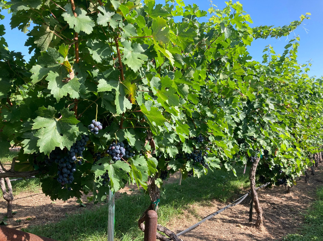 Beemarosa Vineyard & Winery