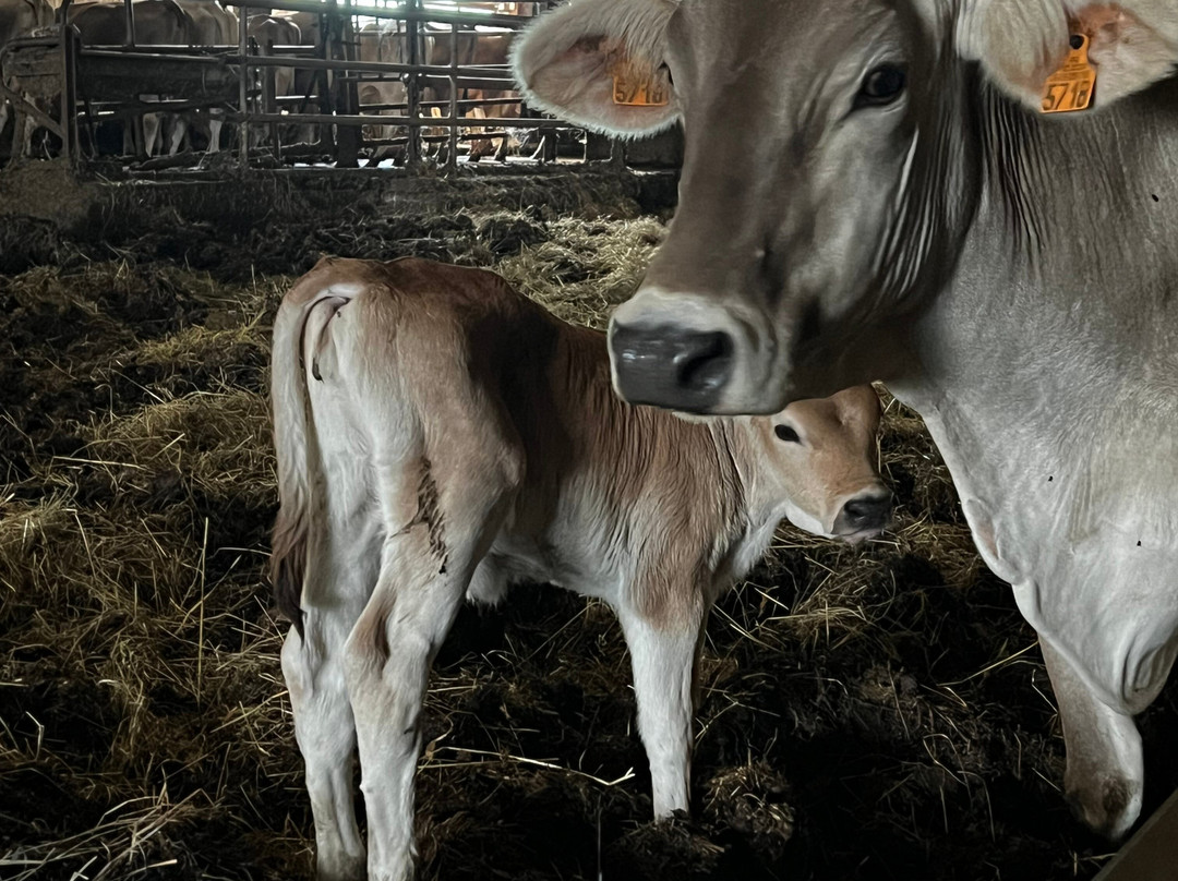 La Ferme De Dilhac-Lacroix-Barrez必去景点