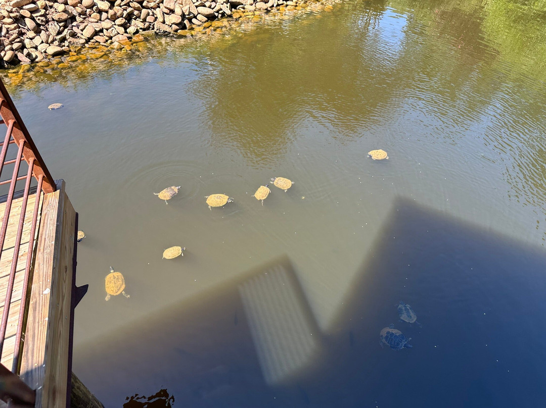 South Carolina Botanical Gardens-克莱姆森必去景点