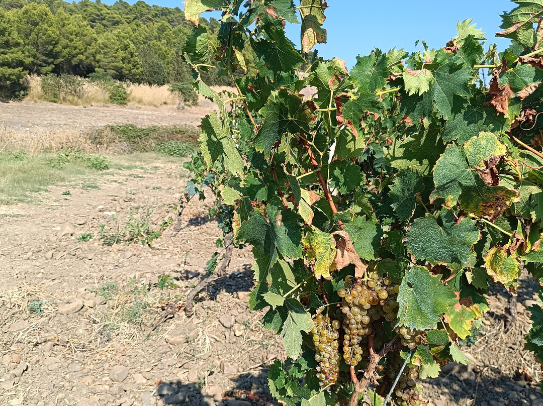 Segesta Tour 4x4-戈尔福海堡必去景点