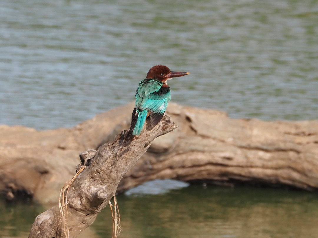 Ayu SL Tours-Piliyandala必去景点