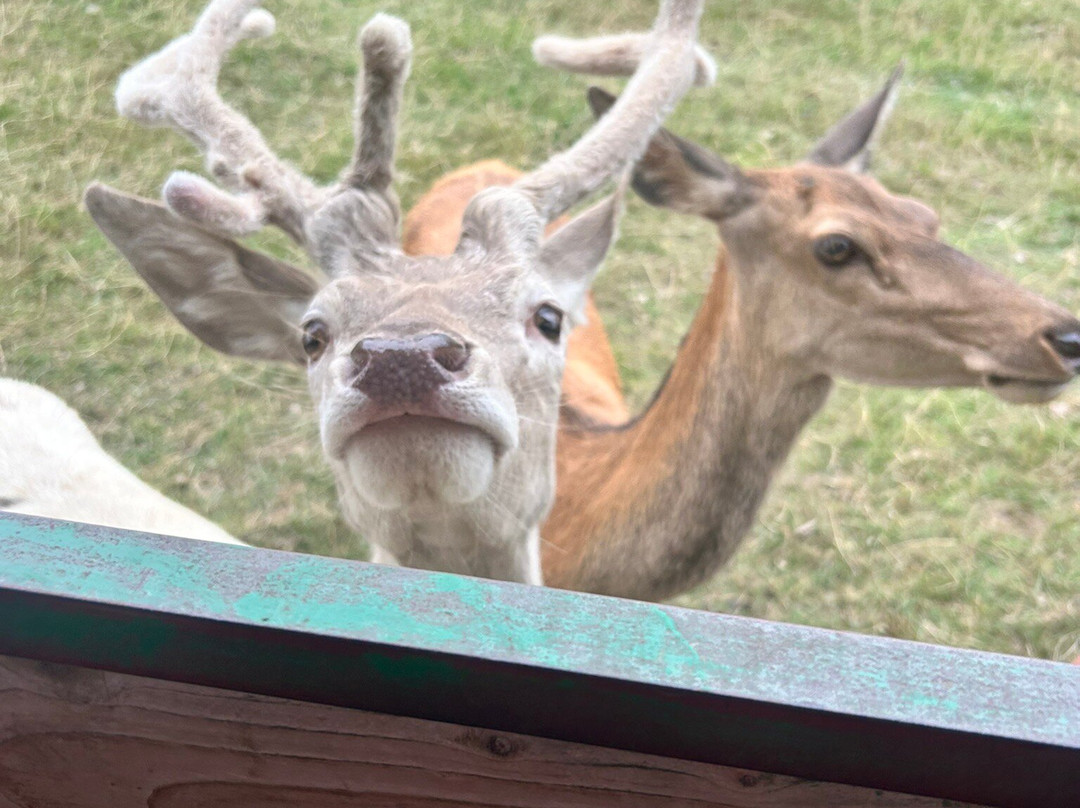 Bucklebury Farm Park-Bucklebury必去景点