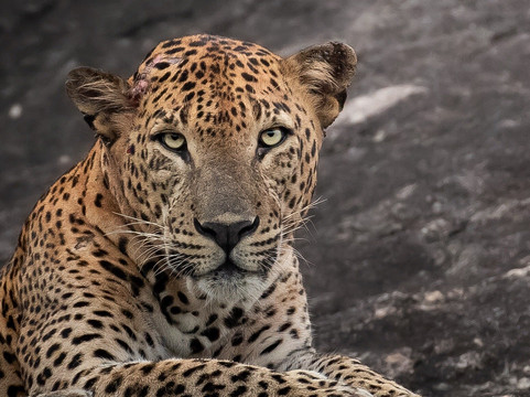 Black Leopard Safari Yala-蒂瑟默哈拉默必去景点