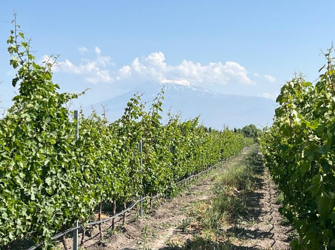 Aratashen Winery-Aratashen必去景点