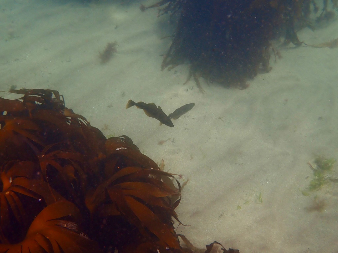 Snorkel Wild-Coldingham必去景点