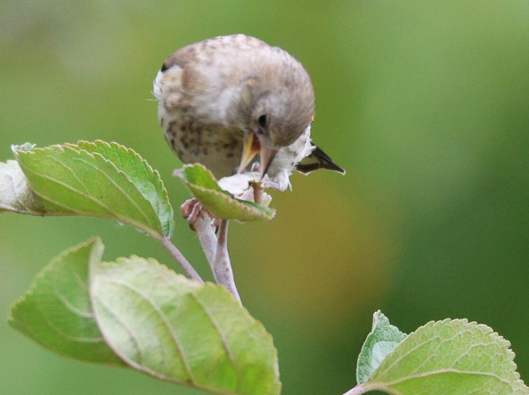 RSBP Dearne Valley - Old Moor-Wombwell必去景点