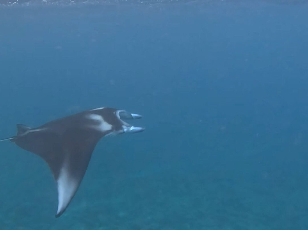 Blue Lagoon Activities Ceningan-努沙切宁安岛必去景点