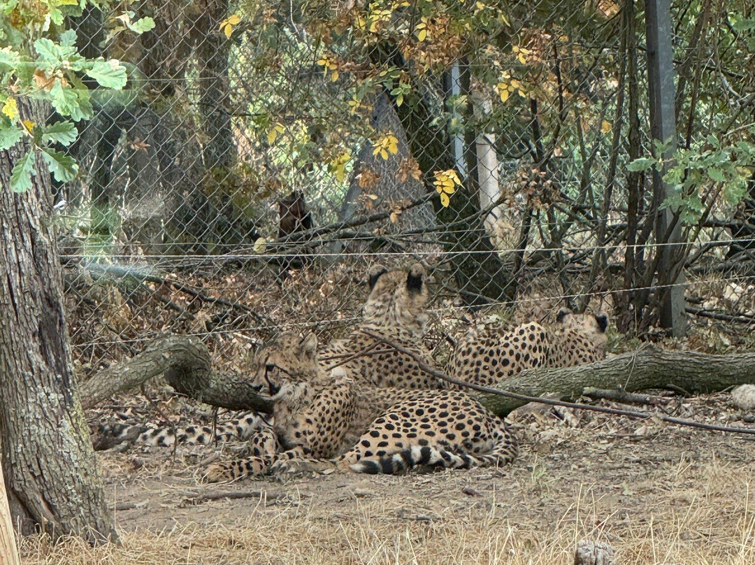 Safari De Peaugres-Peaugres必去景点