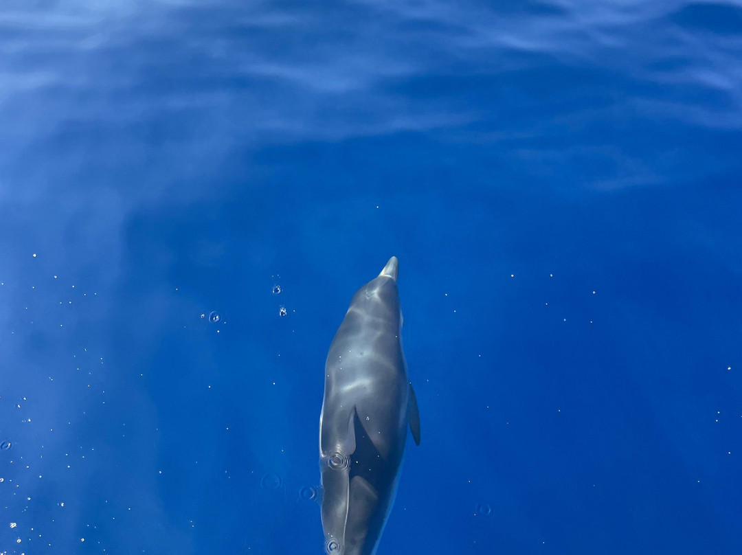 Piloto Diving-Capo Vaticano必去景点
