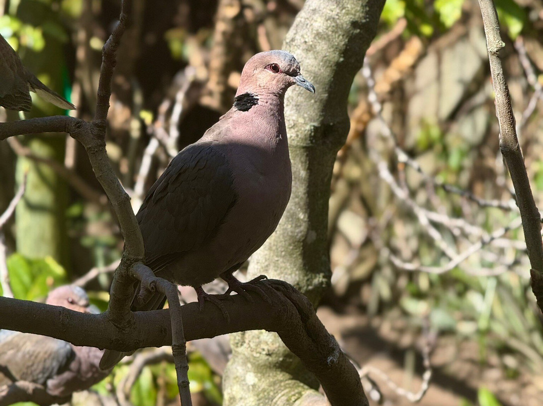 World of Birds-开普敦中心区必去景点
