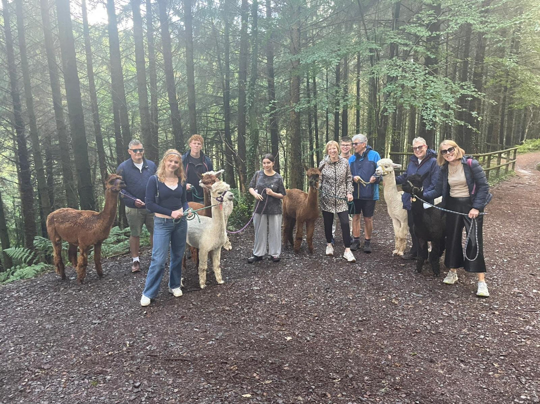 Bearhouse Alpacas