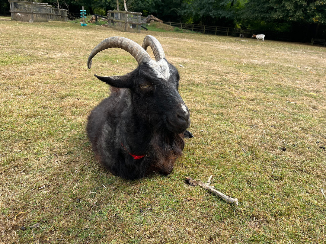 Buttercups Sanctuary for Goats-Boughton Monchelsea必去景点