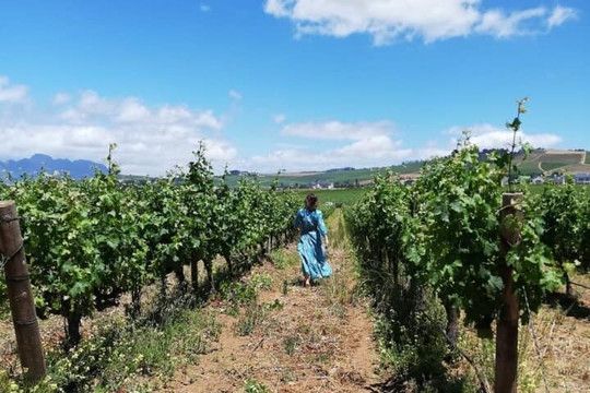 Vine Root Tours-斯泰伦博斯必去景点