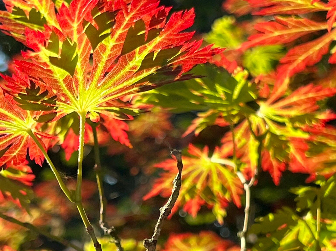 Big Rock Garden-贝灵厄姆必去景点
