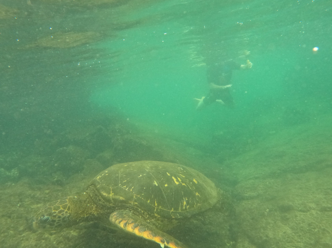 Las Tintoreras-维里亚米尔港必去景点