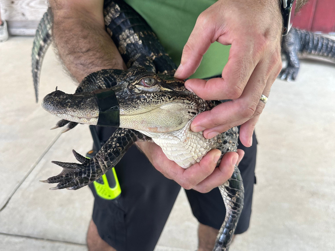 Insta-Gator Ranch & Hatchery-卡温顿必去景点