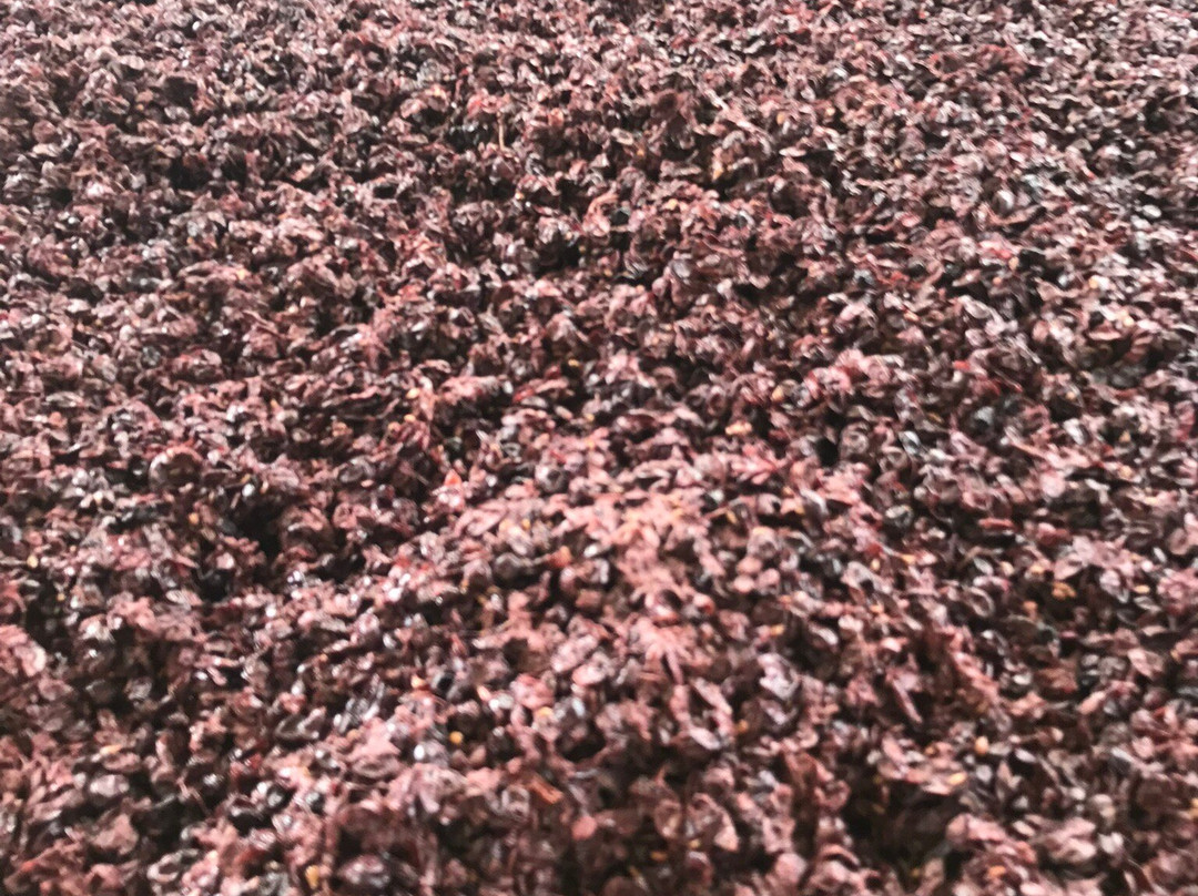 Squishedberry-波兰甸必去景点