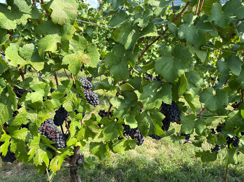 Weingut Taggenbrunn-Sankt Veit an der Glan必去景点