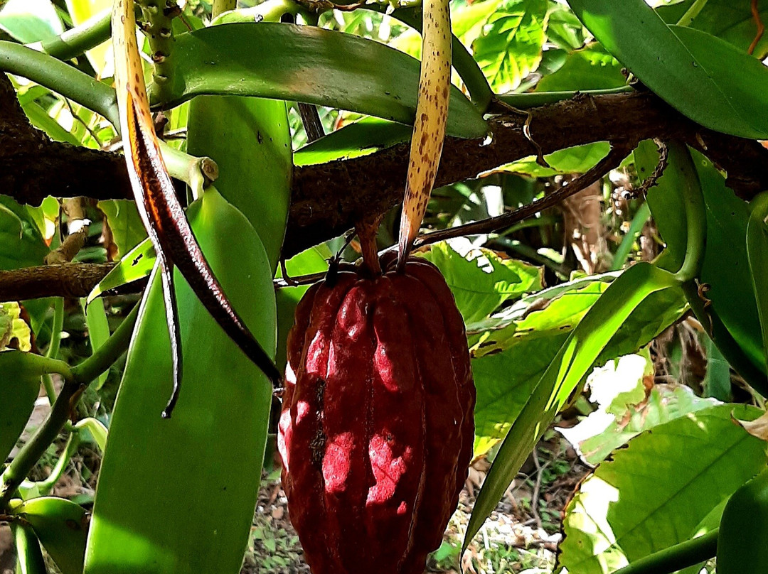 Moris Otreman-路易士港必去景点