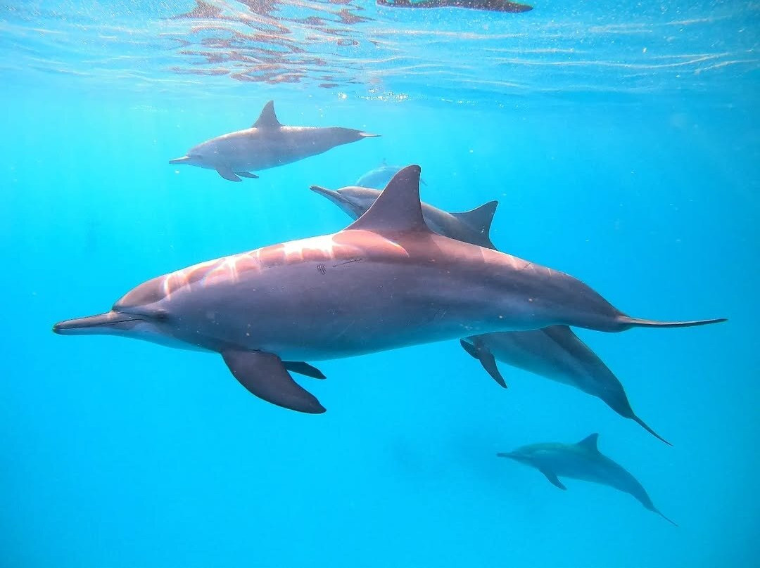 Sataya Dolphin Reef-马萨阿拉姆必去景点