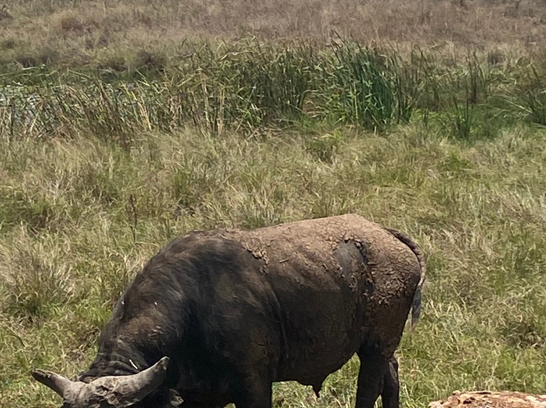 ESA_Safaris-内罗毕必去景点