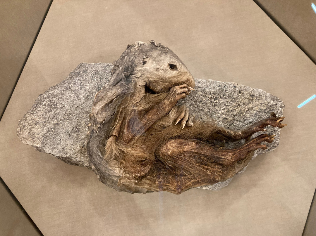 Museo regionale di Scienze naturali Efisio Noussan-萨伊恩特-皮耶雷必去景点