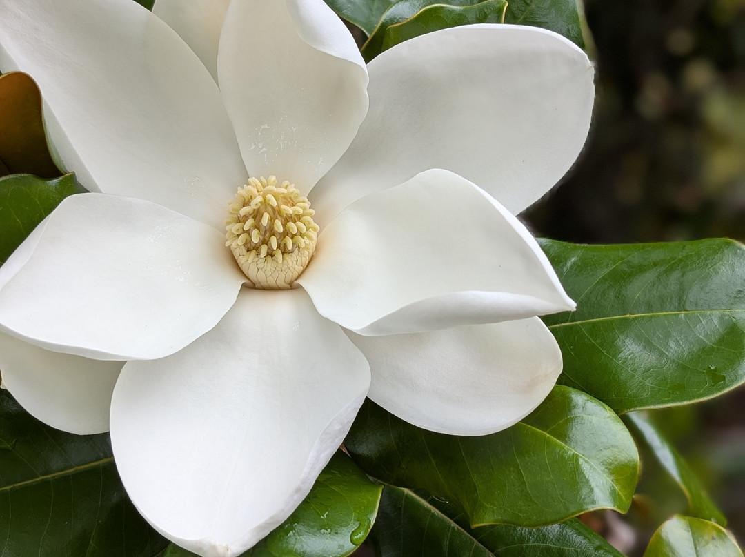 古德岛之家主图