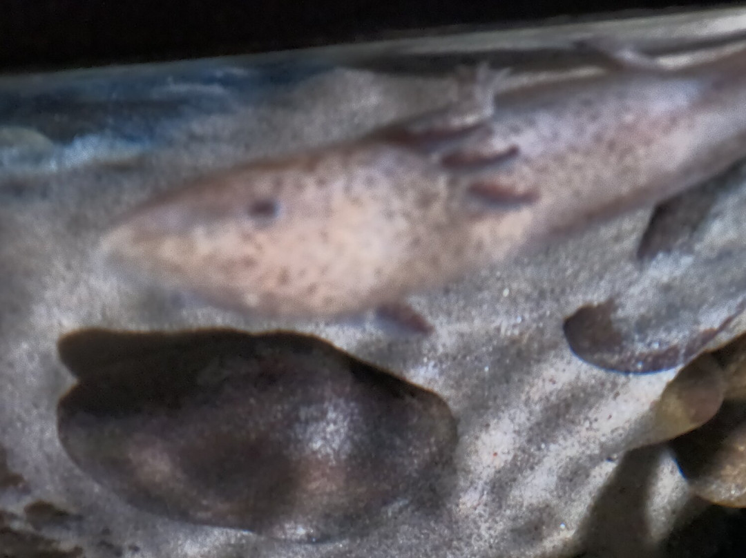 Electric City Aquarium & Reptile Den-斯克兰顿必去景点