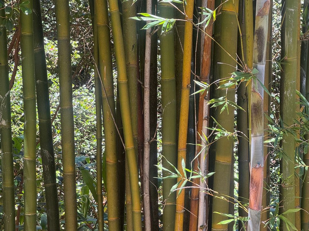 Mauna Kea Tea-霍诺卡阿必去景点