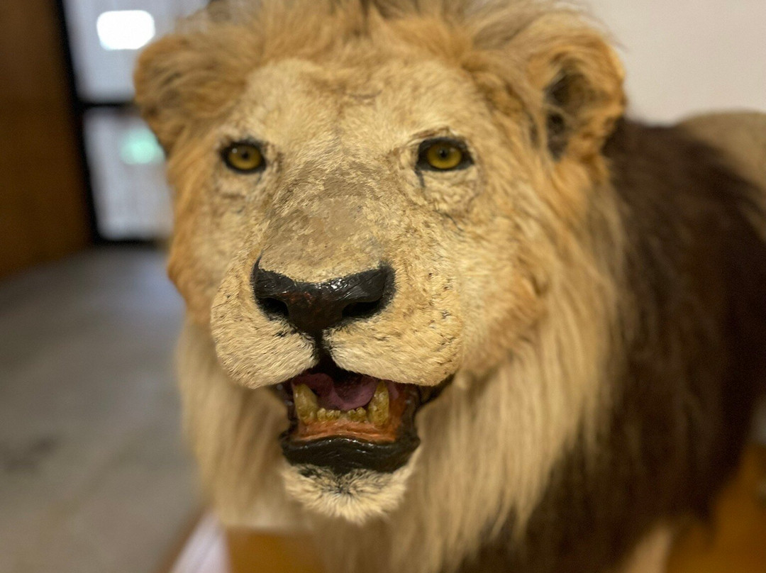 Museo di Storia Naturale Faraggiana Ferrandi-诺瓦拉必去景点