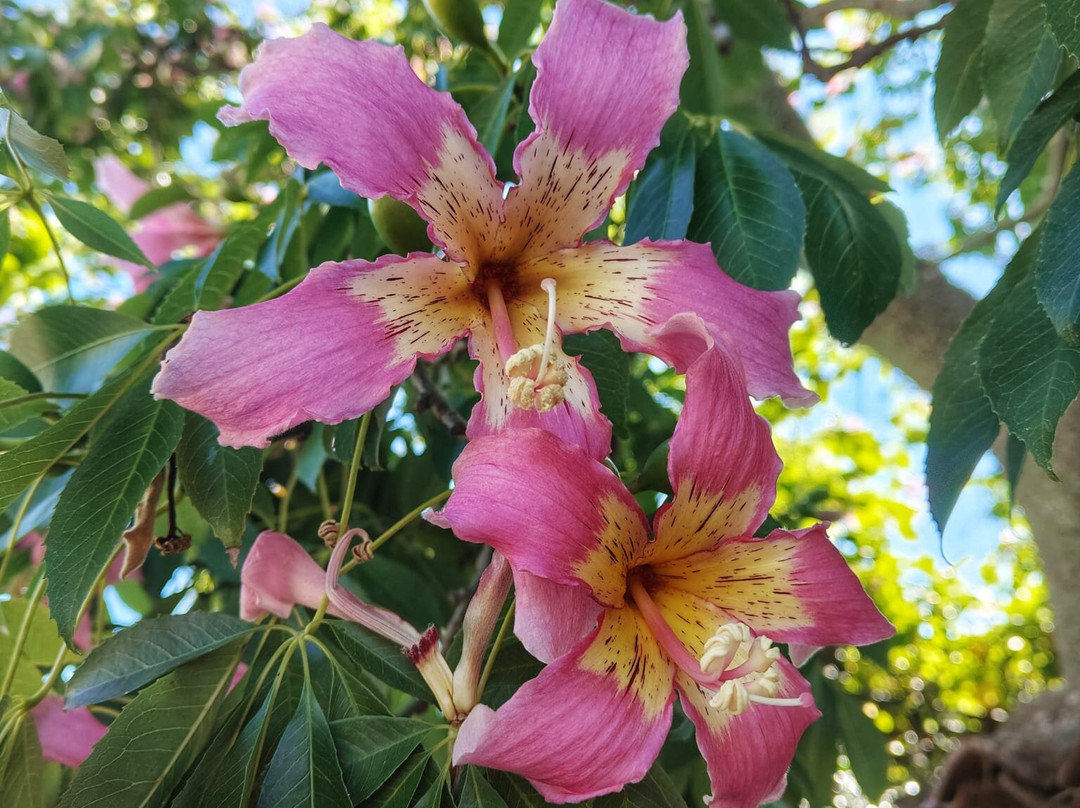 B&B Chorisia (IUN E5436)主图