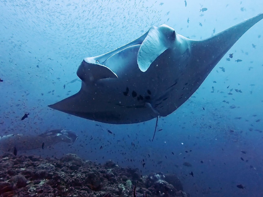 Manta Nomad Divers-Maalhos必去景点