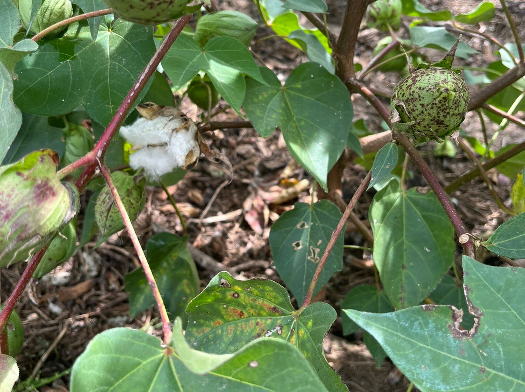 Frogmore Plantation-Ferriday必去景点