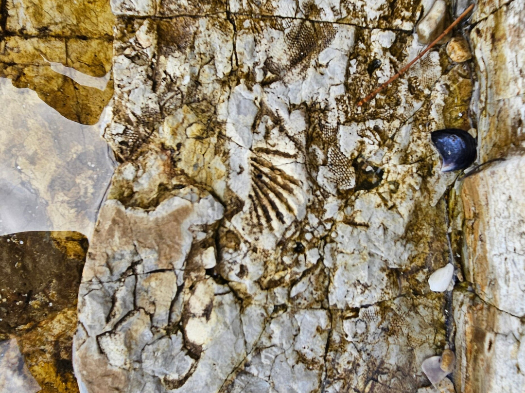 Fossil Cove-Blackmans Bay必去景点