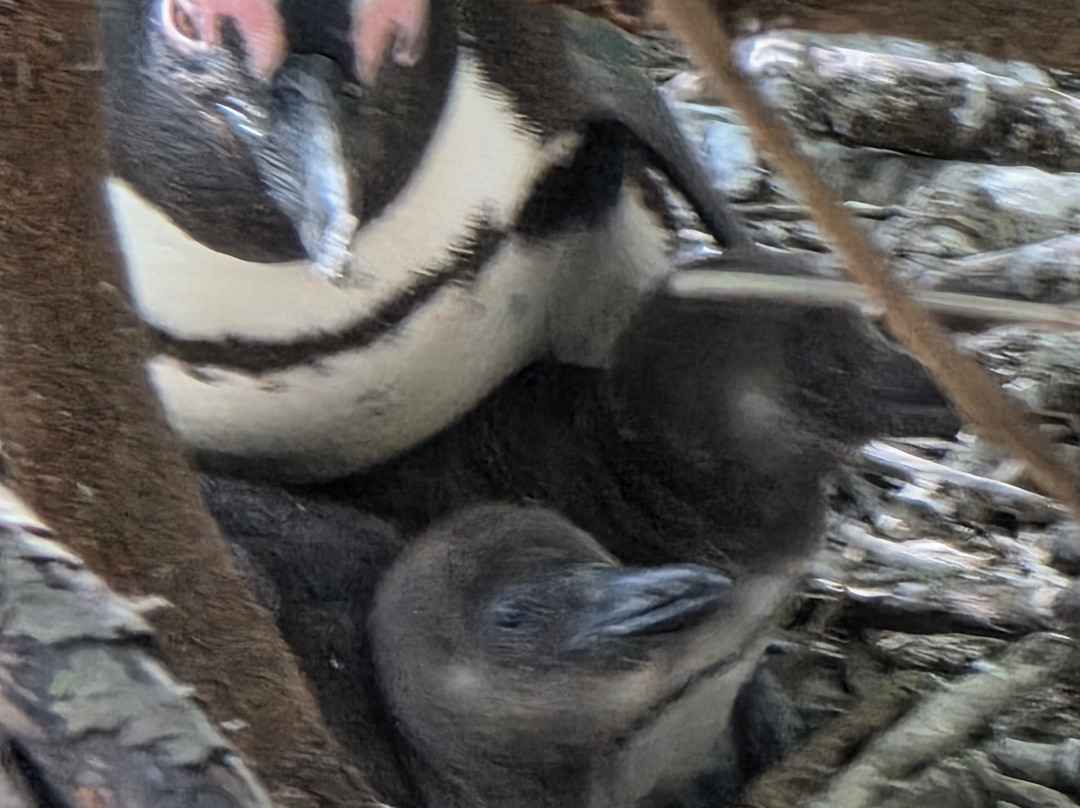 Cape Adventure Zone-开普敦中心区必去景点