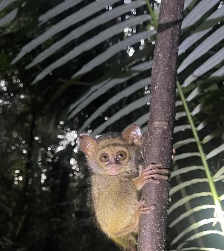 Tangkoko National Reserve-比通必去景点