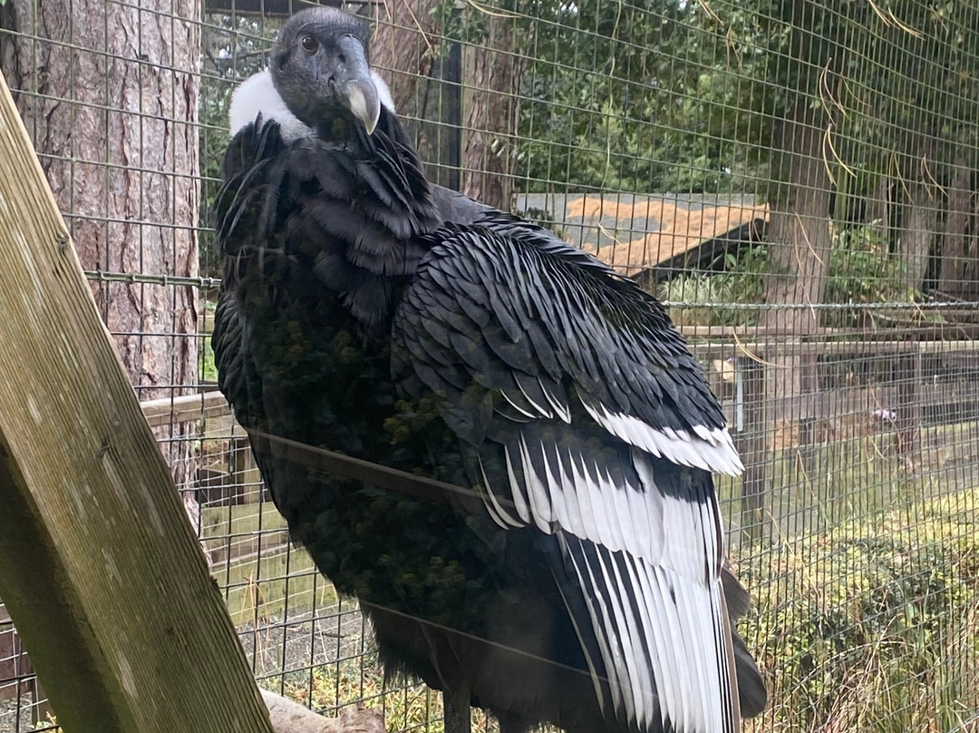 Welsh Mountain Zoo-科尔温湾必去景点