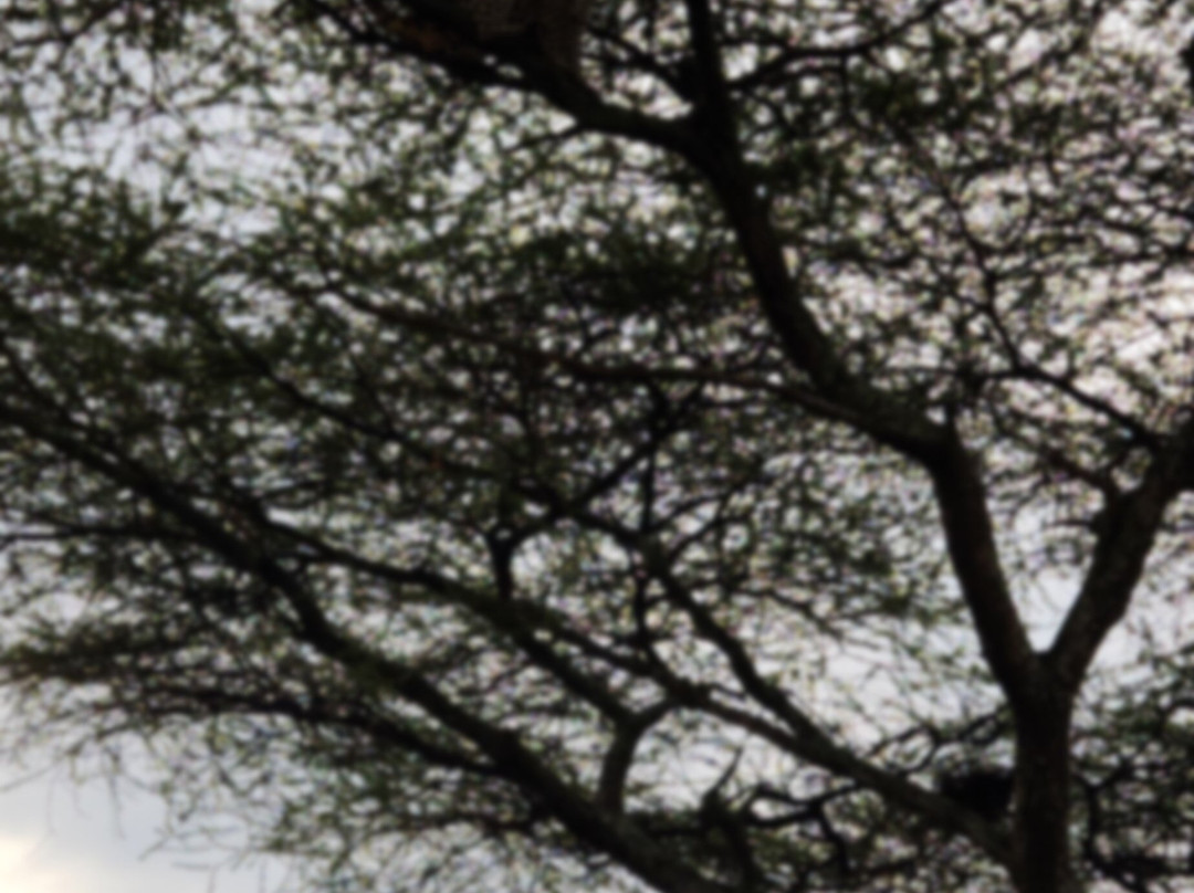 Abakombe Tours & Safaris - Day Tours-莫西必去景点