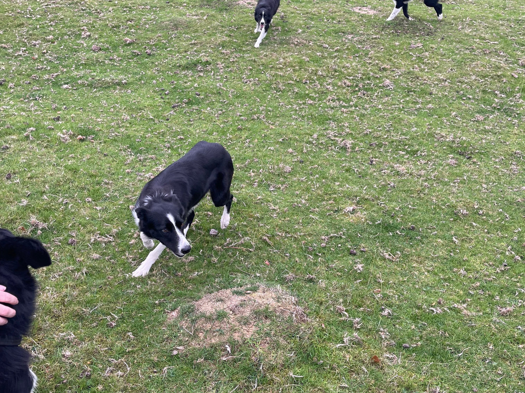 Nij Vyas Sheepdog Experience-East Norton必去景点