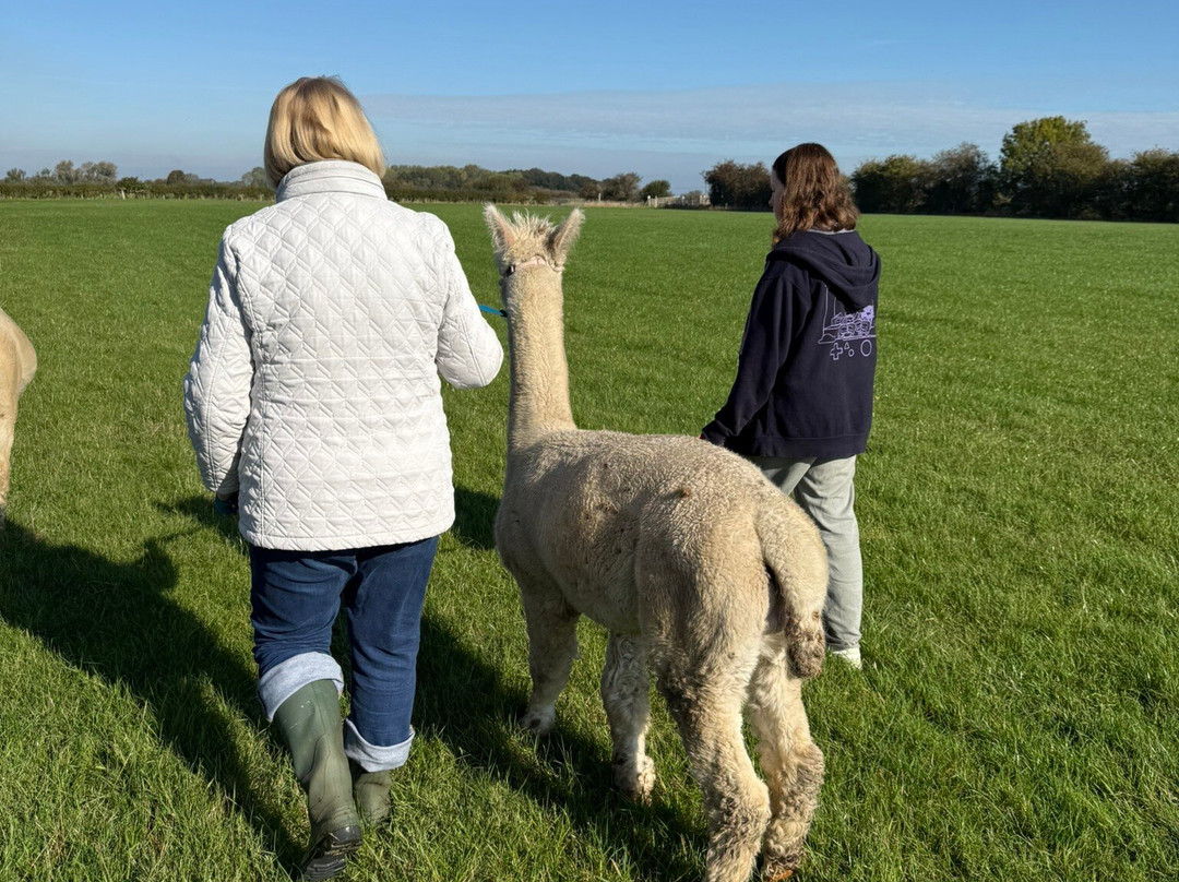 Elmet Alpaca Trekking and Tearoom-Sherburn in Elmet必去景点