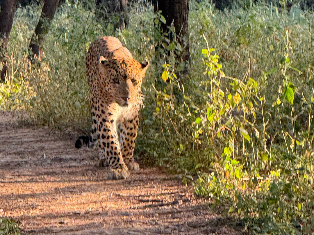 Jhalana Leopard Safari Park-斋蒲尔必去景点