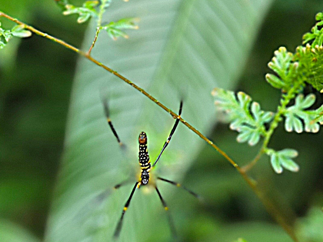 Khao Lak-Lam Ru National Park-Khuekkhak必去景点