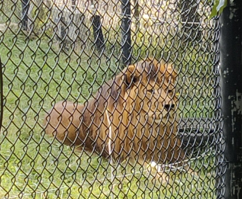 Animanatura